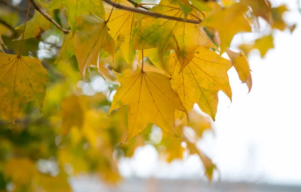 Осень, листья, дерево, желтые, colorful, клен, yellow, autumn