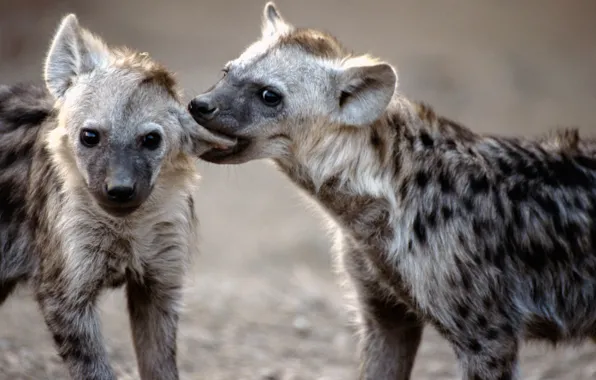 Картинка couple, animal, predators, wildlife, .two black-and-gray hyenas