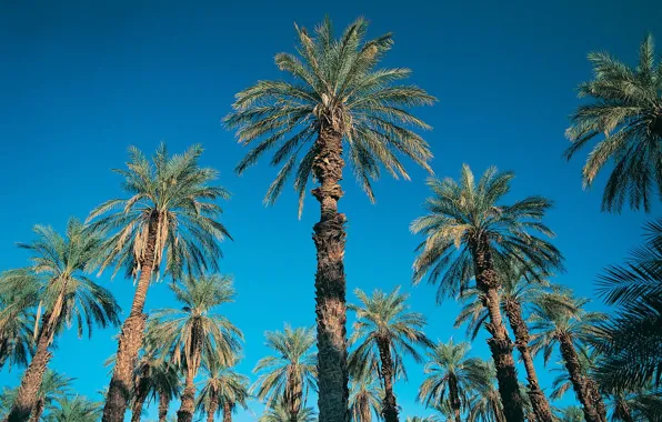 Небо, синий, пальмы, 152