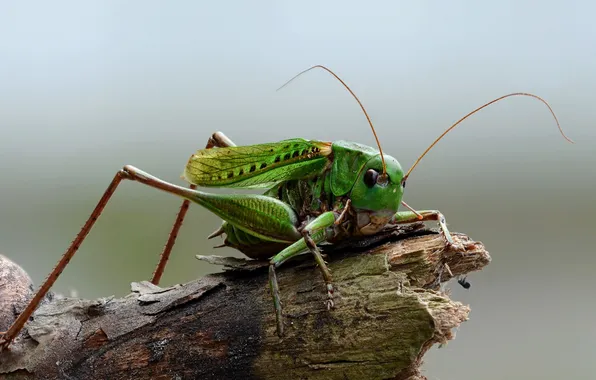 Nature, macro, insect, grasshopper