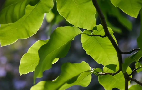 Листья, солнце, природа, растение