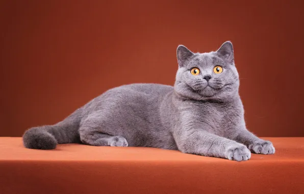 Кошка, кот, взгляд, поза, котенок, серый, лапы, мордочка