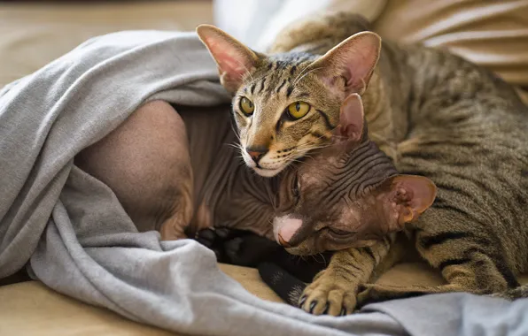 Кошка, кот, взгляд, морда, кошки, поза, коты, покрывало