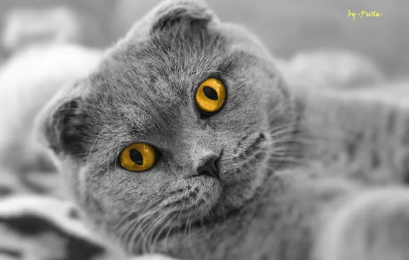 Картинка кот, взгляд, шотландский вислоухий, Scottish Fold