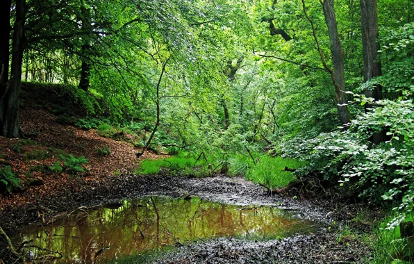 Картинка лес, лето, трава, деревья