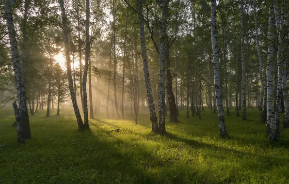 Картинка дорога, лес, утро
