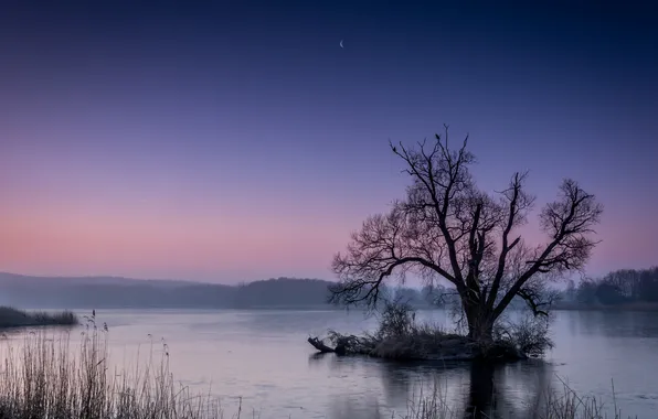 Ночь, озеро, дерево