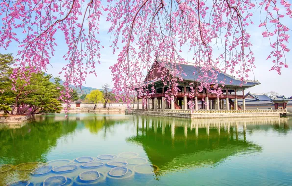 Картинка цветы, ветки, вишня, озеро, сакура, цветение, landscape, Корея