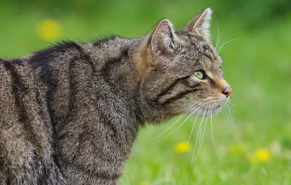 Кошка, кот, серый, поляна, профиль, полосатый, дикий, лесной