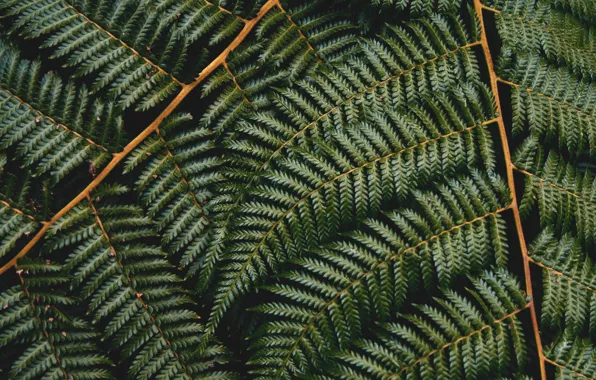 Листья, Растение, Зеленый, Leaves, Флора, Plant, Green Leaves, Листки