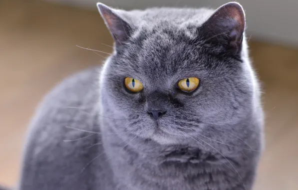 Кошка, глаза, кот, взгляд, серый, фон, портрет, мордаха