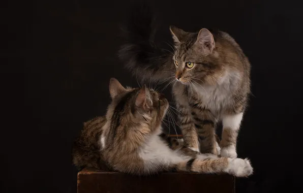 Кошка, кот, взгляд, кошки, поза, темный фон, стол, коты