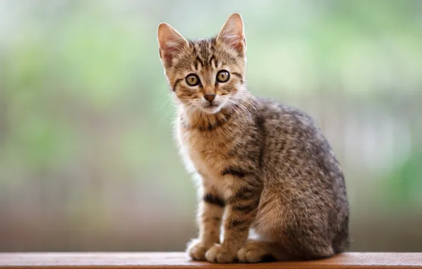 Картинка кошка, взгляд, поза, фон, котёнок, сидит