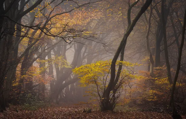 Обои осень, лес, деревья, ветки, туман, листва, осенняя природа на телефон  и рабочий стол, раздел пейзажи, разрешение 2000x1335 - скачать