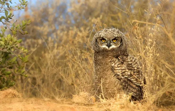 Картинка трава, взгляд, листья, природа, веточка, сова, птица, желтые глаза