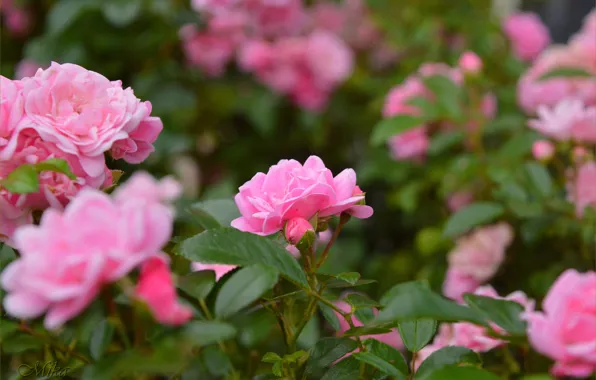 Розы, Roses, Pink roses, Розовые розы