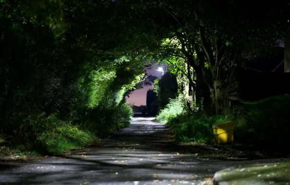 Light, landscape, leafs, shadows, Trees, ambient