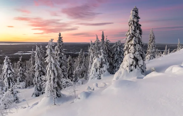 Картинка зима, деревья, закат, природа