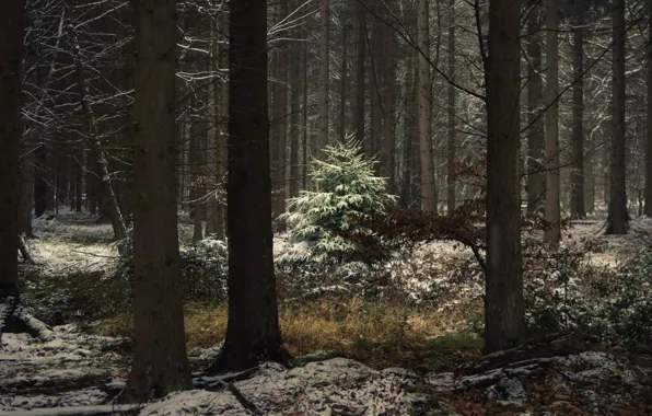 Зима, лес, снег, деревья, утро