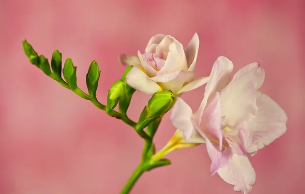 Картинка цветок, ветка, лепестки, фрезия, розовый фон