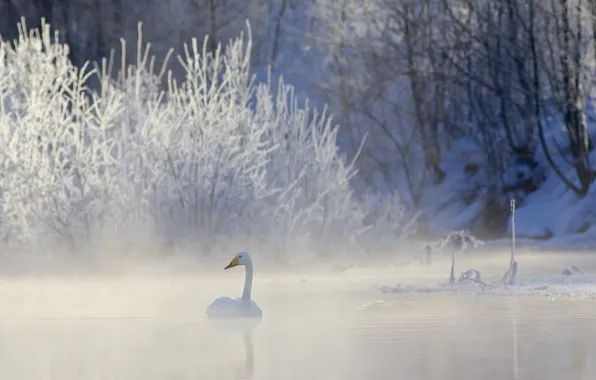 Картинка зима, природа, озеро, лебедь