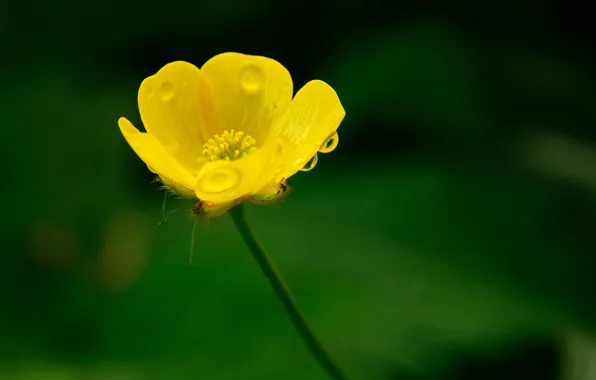 Картинка Макро, Капли, Боке, Bokeh, Macro, Drops, Желтый цветок, Yellow flower