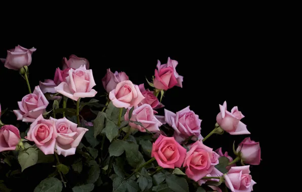 Розы, букет, бутоны, flower, pink