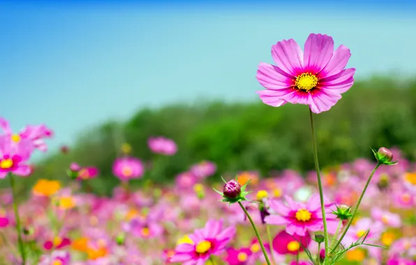Картинка поле, лето, небо, солнце, цветы, summer, розовые, field