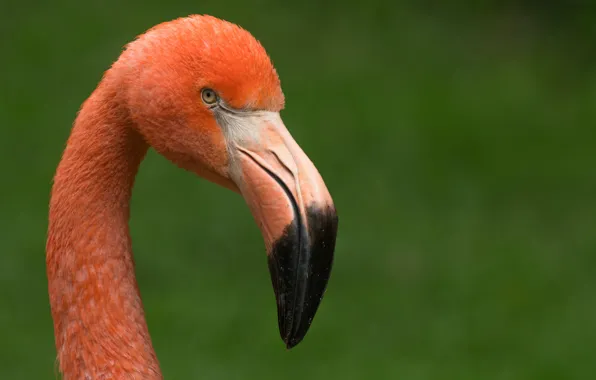 Картинка red, bird, pink, animal, flamingo