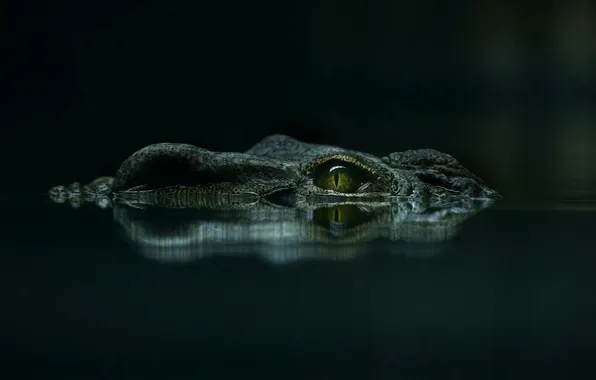 Взгляд, морда, вода, глаз, отражение, темный фон, крокодил, водоем
