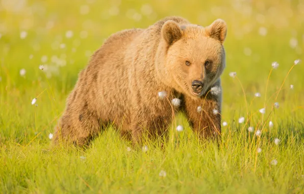 Картинка трава, природа, медведь, бурый
