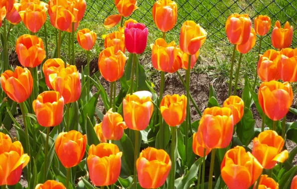 Природа, весна, тюльпаны, Nature, оранжевые, tulips, orange, spring