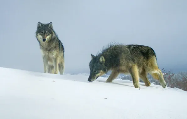 Nature, face, animal, wolf, wildlife, head, fur, mammal