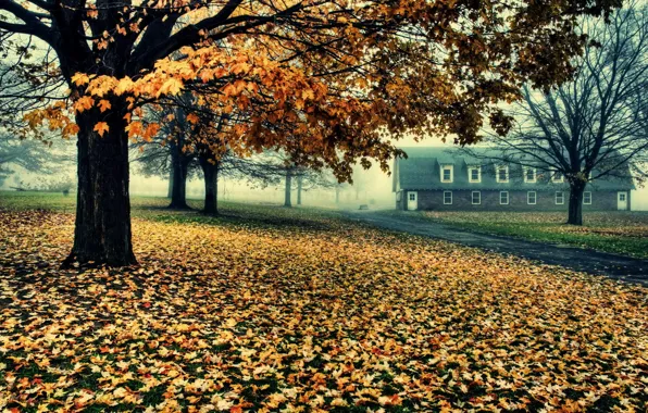 Дорога, деревья, дом, листва, Осень