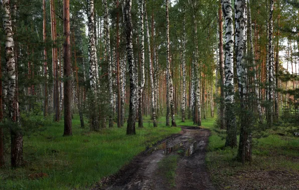 Дорога, лес, Тверская область