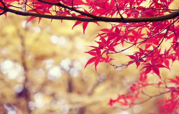 Осень, листья, природа, ветка, красные, nature