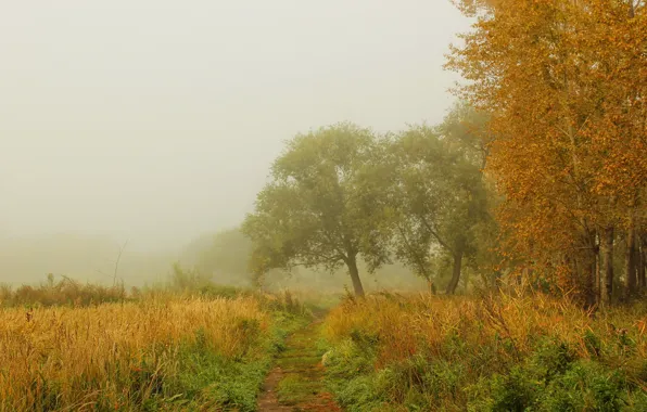 Осень, лес, трава, деревья, природа, туман, фото, тропинка