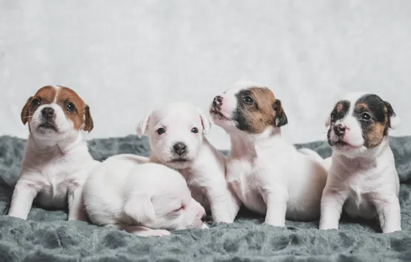 Картинка собаки, щенки, малыши, Парсон Рассел Терьер