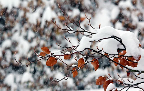 Картинка зима, снег, природа, ветка