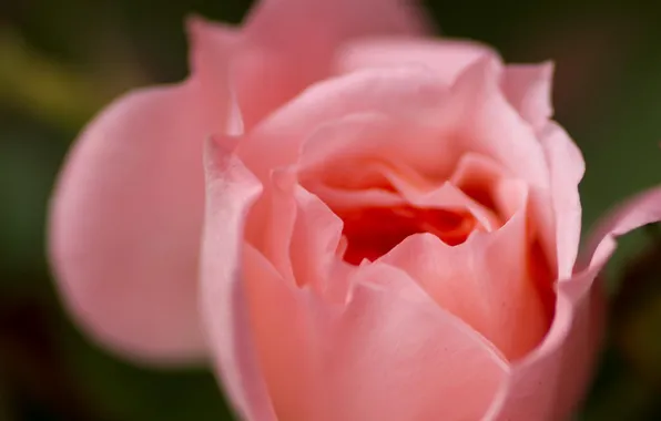Картинка цветок, макро, розовая, роза, лепестки
