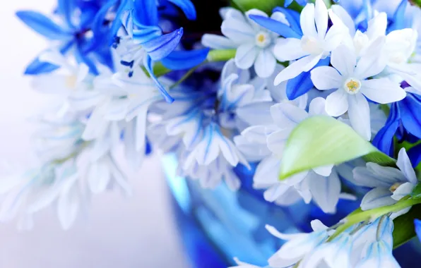 Картинка цветы, синий, голубой, цвет, букет, лепестки, листки, нежно