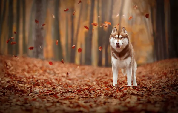 Картинка осень, листья, листва, собака, Хаски