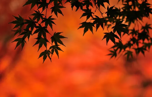 Картинка осень, листья, фон, клен