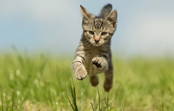 Кошка, взгляд, поза, котенок, бег, мордашка