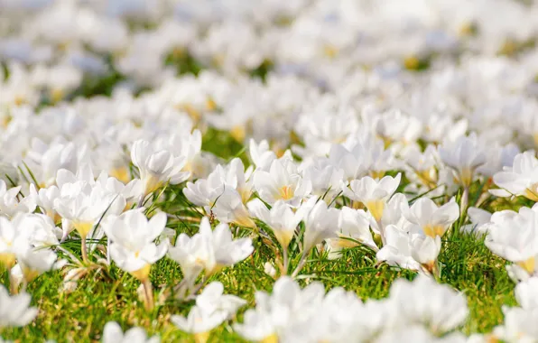 Цветы, весна, крокусы, травка, цветение