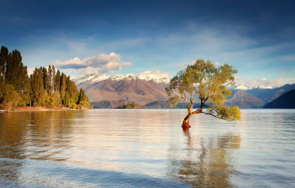 Вода, горы, дерево, утро, Новая Зеландия, остров Южный, озеро Уанака