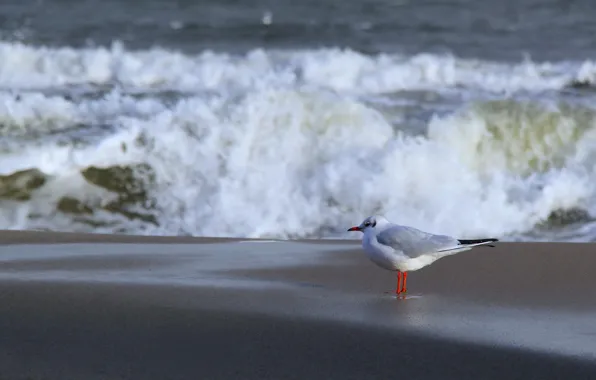 Beach, sea, wave, seagull