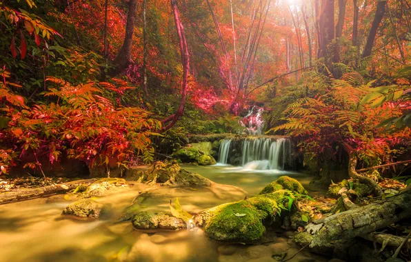 Осень, лес, солнце, свет, деревья, ветки, природа, камни
