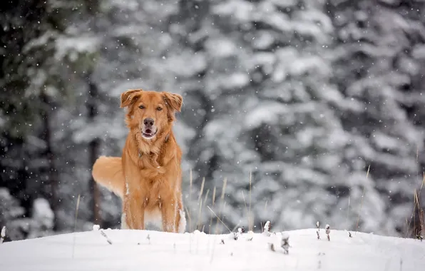 Зима, снег, собака, рыжая
