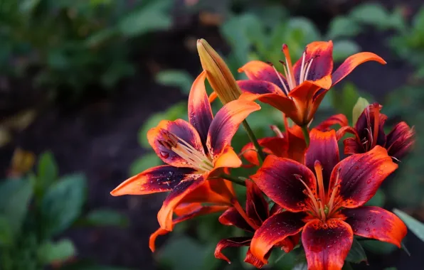Red, flower, garden, color, lilies, blooming